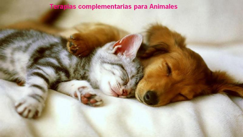 gallery/terapias complementarias animales 10-02-17